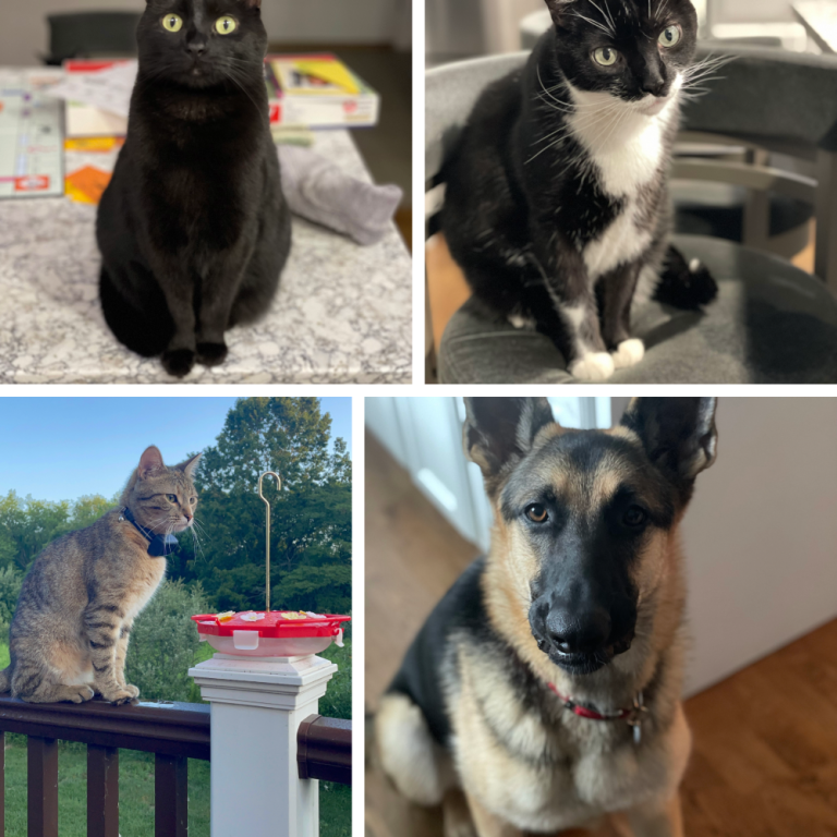 collage maker project