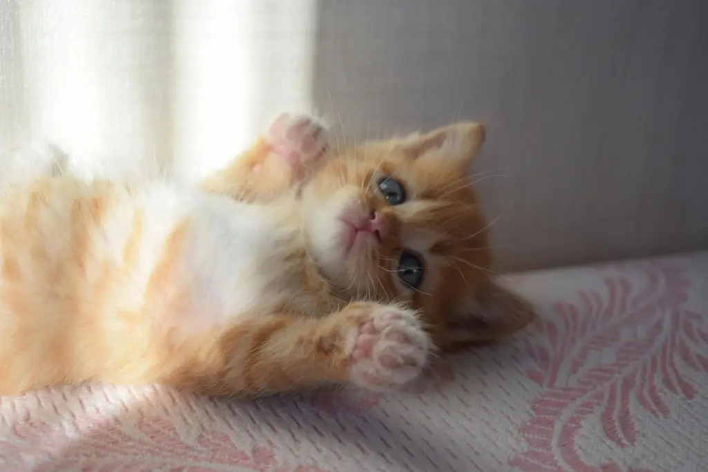 Adorable orange tabby kitten lying down playfully on a soft surface.